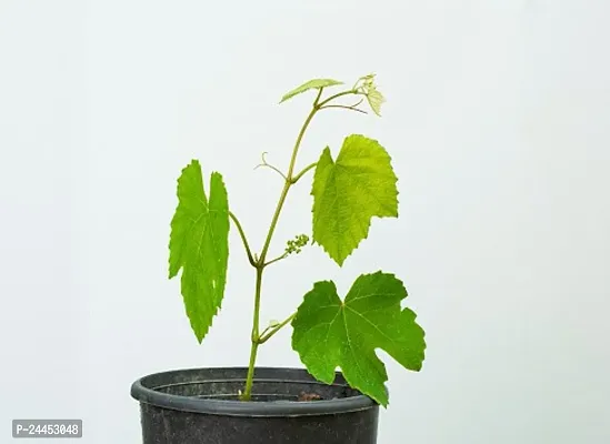 Natural Grapes Plant-thumb4