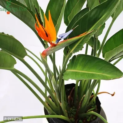 Bird Of Paradise Plant