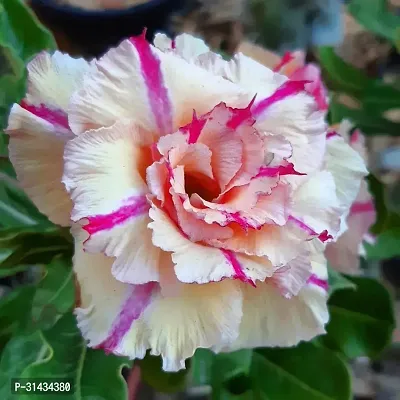 Natural Adenium Plant-thumb0