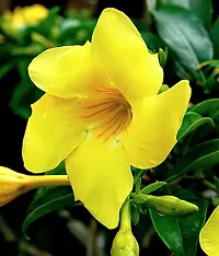 Natural Mandevilla Plant-thumb2