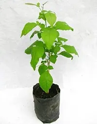 Natural Bel Plant-thumb1