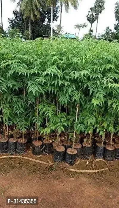 Natural Neem Plant