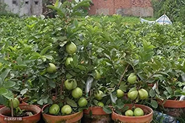 Guava Plant