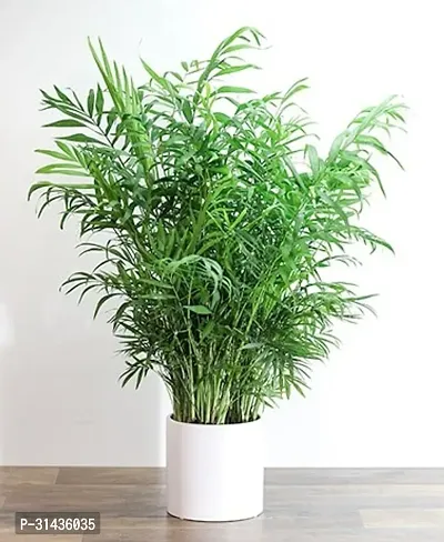 Natural Areca Plam Plant-thumb0