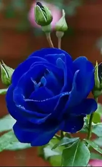 Natural Rose Plant-thumb1