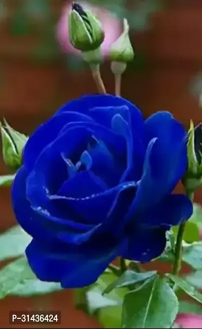 Natural Rose Plant-thumb2