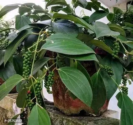 Black Pepper Plant