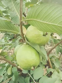 Natural Guava Plant With Pot-thumb4