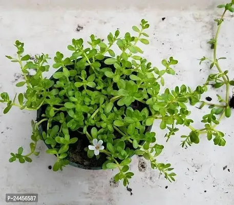 Natural Bacopa Monnieri-thumb0