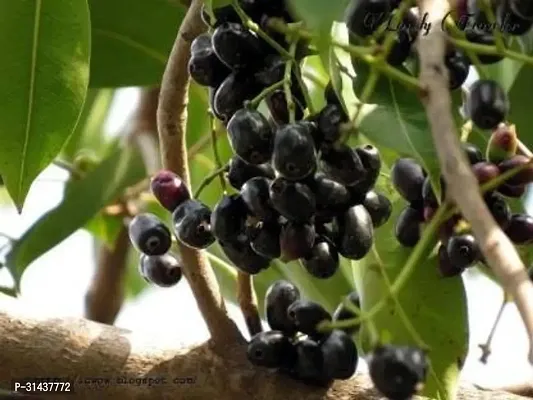 Natural Jamun Plant-thumb0