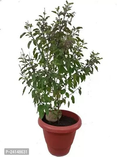 Tulsi Plant