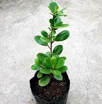 Ficus Plant-thumb3