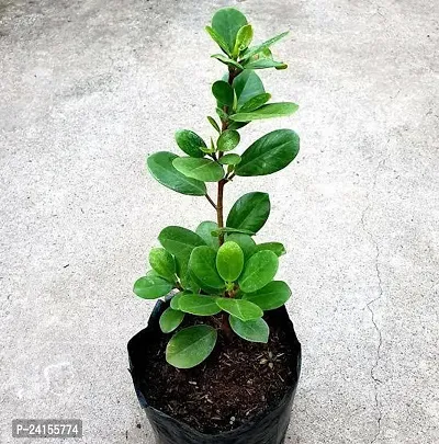 Ficus Plant-thumb4