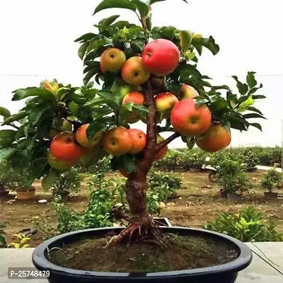 Ficus Bonsai Plant