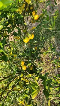 Natural Lemon Plant-thumb1