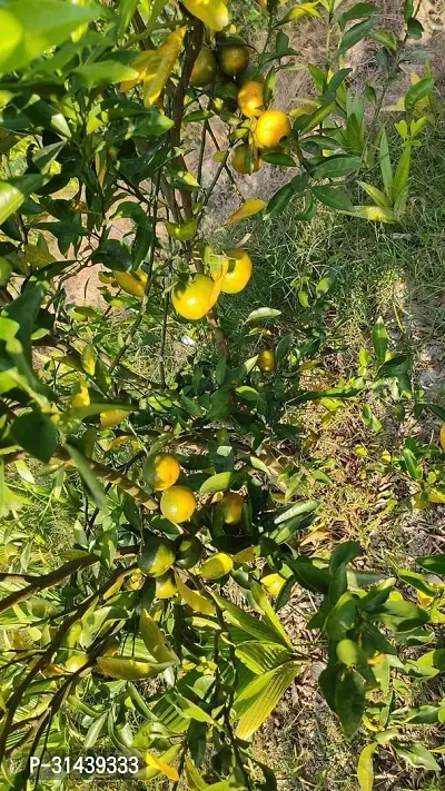 Natural Lemon Plant-thumb2