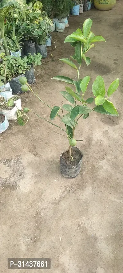 Natural Lemon Plant-thumb2