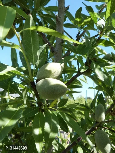 Natural Almond Plant-thumb0