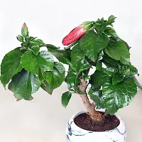 Natural Hibiscus Plant With Pot-thumb1