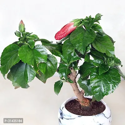 Natural Hibiscus Plant With Pot-thumb2