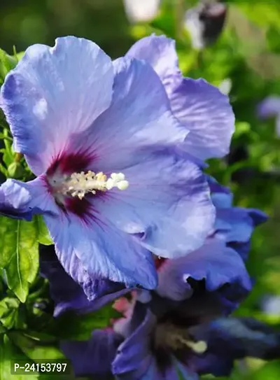 Hibiscus Plant