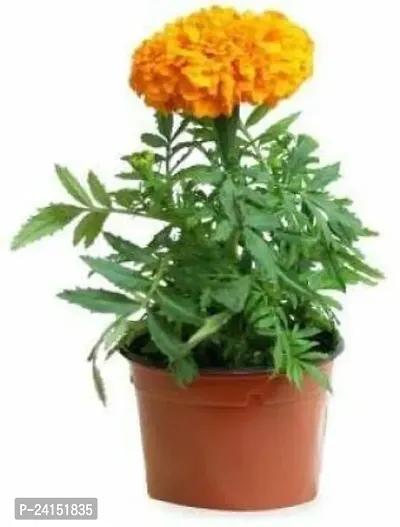 Marigold Plant