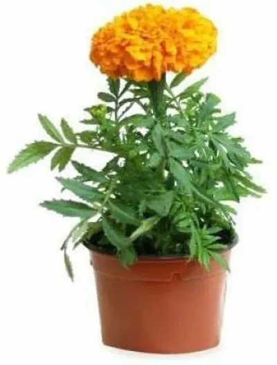 Limited Stock!! Plant & Planters 