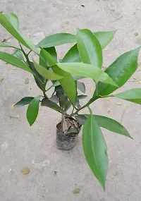 Lemon Plant-thumb2