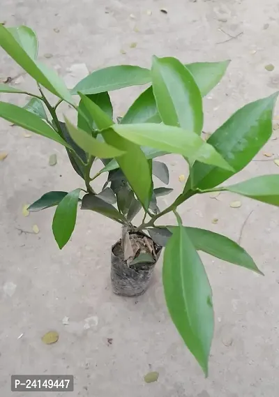 Lemon Plant-thumb3