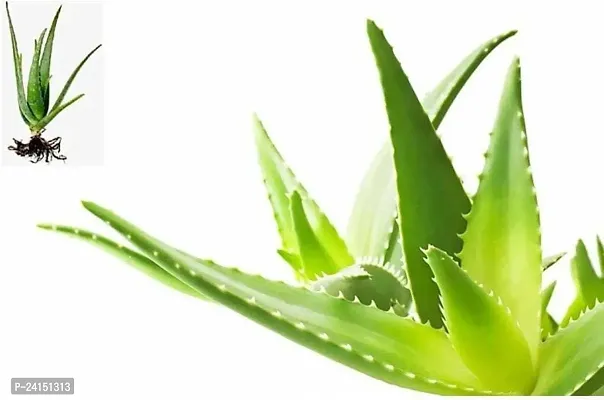 Aloe Vera Plant