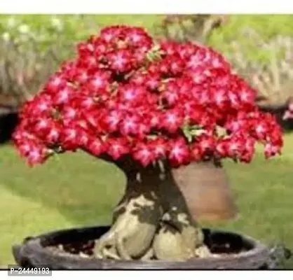 Natural Adenium Plant-thumb0