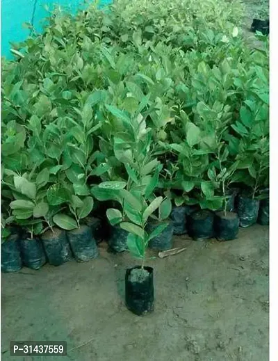 Natural Lemon Plant-thumb3