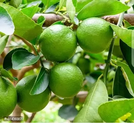 Natural Lemon Plant-thumb0