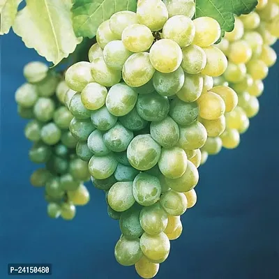 Grapes Plant