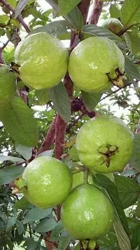 Guava Plant-thumb1