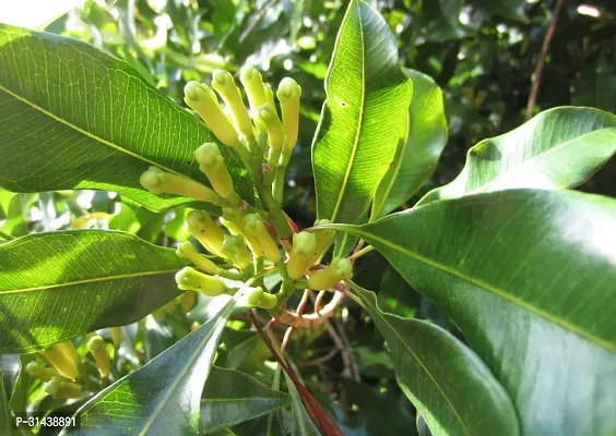 Natural Clove Plant-thumb0