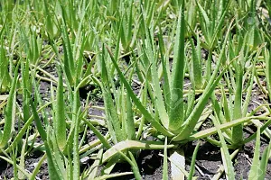 Natural Aloe Vera Plant-thumb2