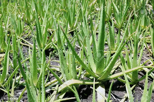 Natural Aloe Vera Plant-thumb3