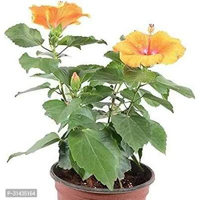 Natural Hibiscus Plant