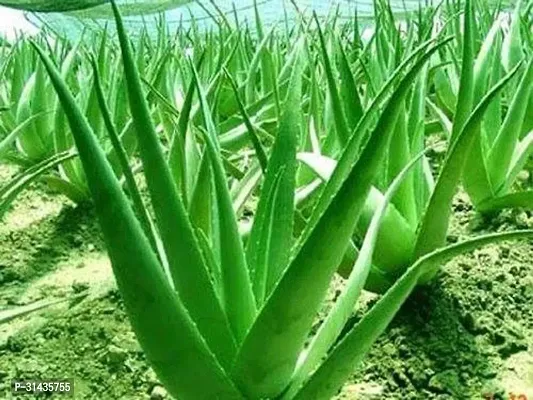 Natural Aloe Vera Plant-thumb0