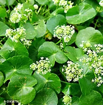 Natural Centella Plant