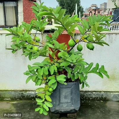 Natural Guava Plant-thumb0