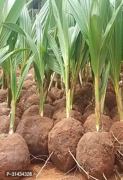 Natural Coconut Plant-thumb0