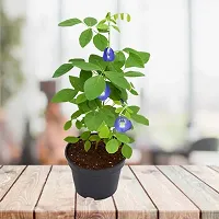 Natural Aparajita/ Butterfly Pea Plant With Pot-thumb2