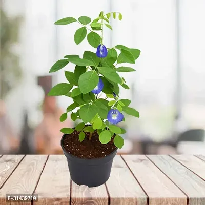 Natural Aparajita/ Butterfly Pea Plant With Pot-thumb3