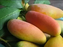 Natural Mango Plant-thumb1