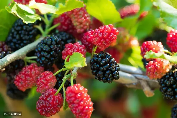 Natural Berry Plant