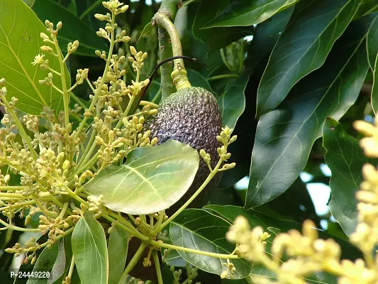 Natural Avocado Plant-thumb4