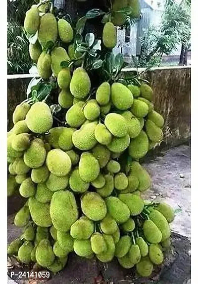 Jackfruit Plant