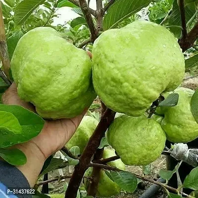 Natural Guava Plant